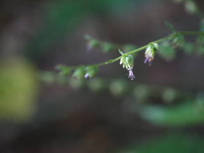 Pogostemon paniculatus, photographed by Dinesh Valke