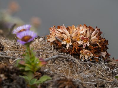 Orobanche californica, photographed by Karen and Mike
