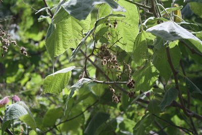Heliocarpus terebinthinaceus, photographed by Viacheslav Shalisko