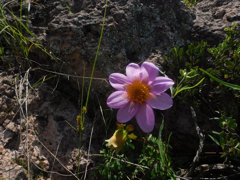 Dahlia sherffii, photographed by Jonathan Rodriguez