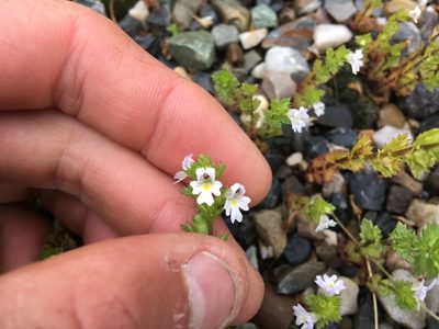 Euphrasia nemorosa, photographed by Jon Ferreira