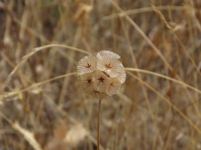 Lomelosia simplex, photographed by Juan C. Espinosa