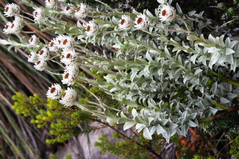 Achyranthemum argenteum, photographed by Tony Rebelo