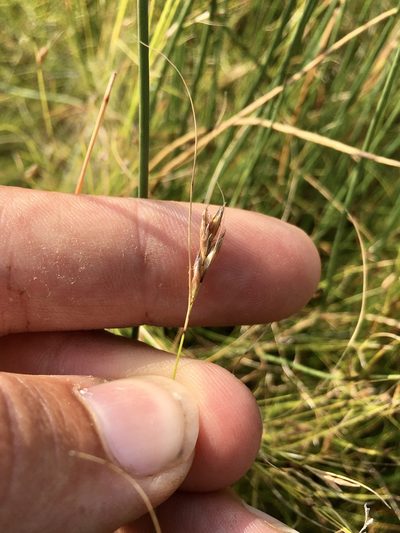 Rhynchospora capillacea, photographed by Rose Zappa