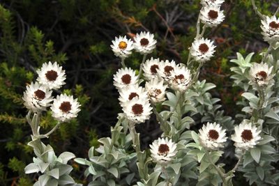 Achyranthemum argenteum, photographed by Tony Rebelo