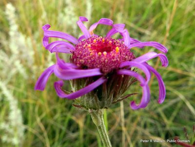 Senecio dregeanus, photographed by Peter Warren