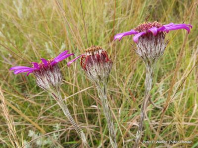 Senecio dregeanus, photographed by Peter Warren