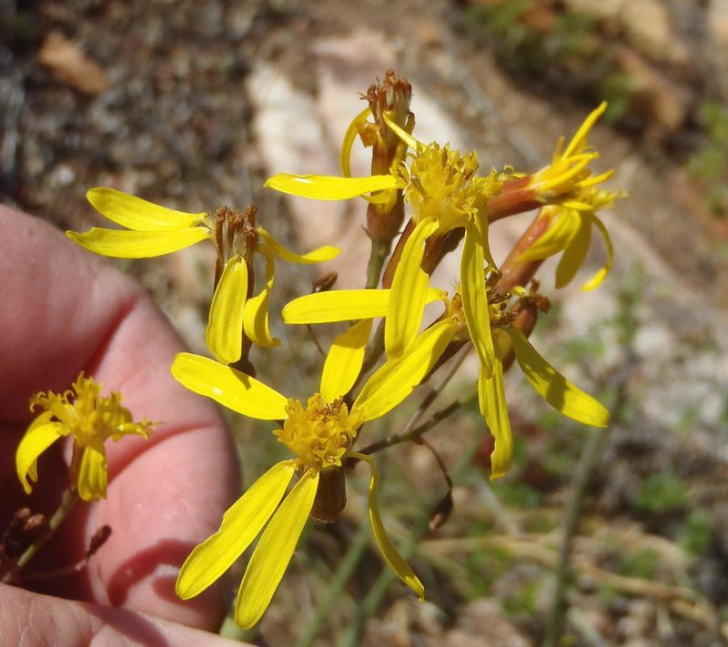 Senecio junceus, photographed by Nicola van Berkel
