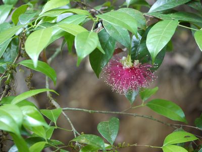 Syzygium laetum, photographed by Dinesh Valke
