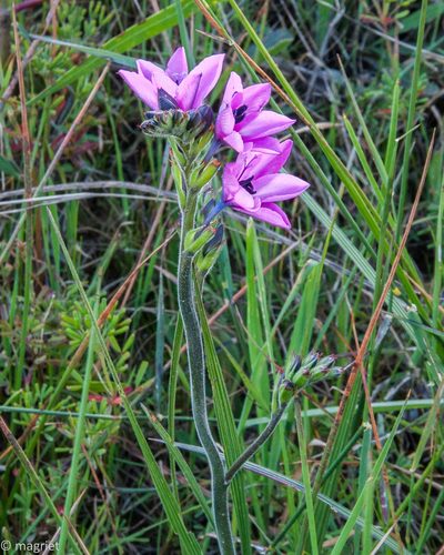 Babiana purpurea, photographed by magriet b