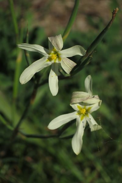 Moraea britteniae, photographed by Brian du Preez