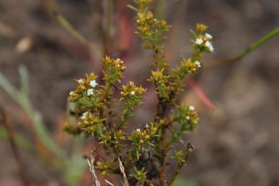 Thesium hispidulum, photographed by Tony Rebelo