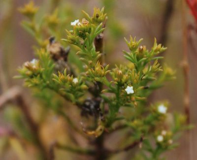 Thesium hispidulum, photographed by Tony Rebelo