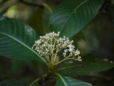 Psychotria truncata, photographed by Dinesh Valke