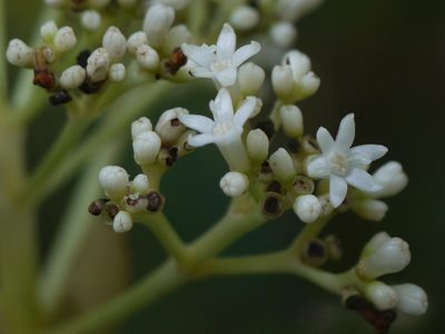 Psychotria truncata, photographed by Dinesh Valke