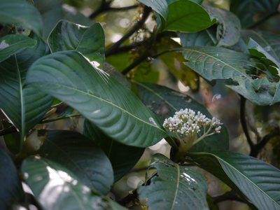 Psychotria truncata, photographed by Dinesh Valke