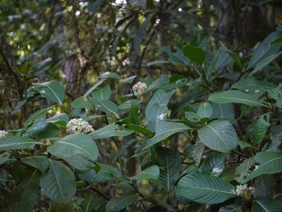 Psychotria truncata, photographed by Dinesh Valke