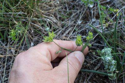 Bupleurum baldense, photographed by Tim Johnson