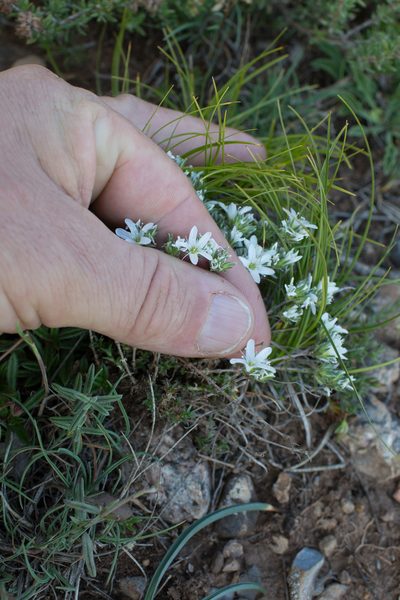 Arenaria aggregata, photographed by Tim Johnson