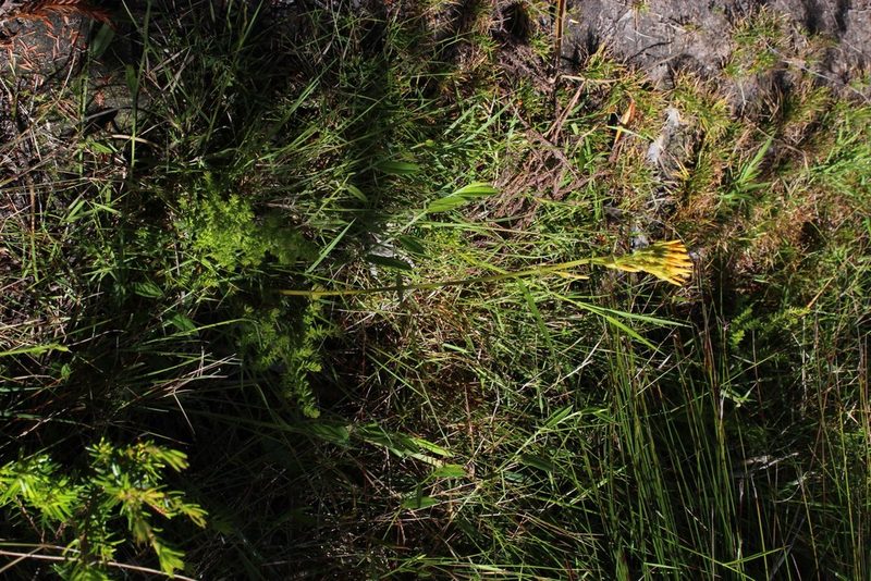 Sebaea stricta, photographed by Tony Rebelo