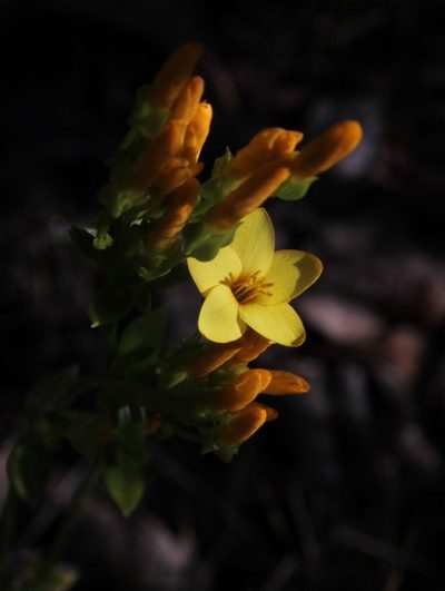 Sebaea stricta, photographed by Tony Rebelo