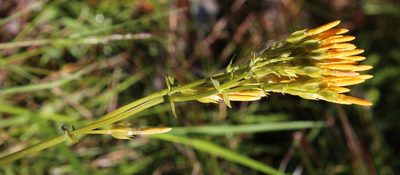 Sebaea stricta, photographed by Tony Rebelo