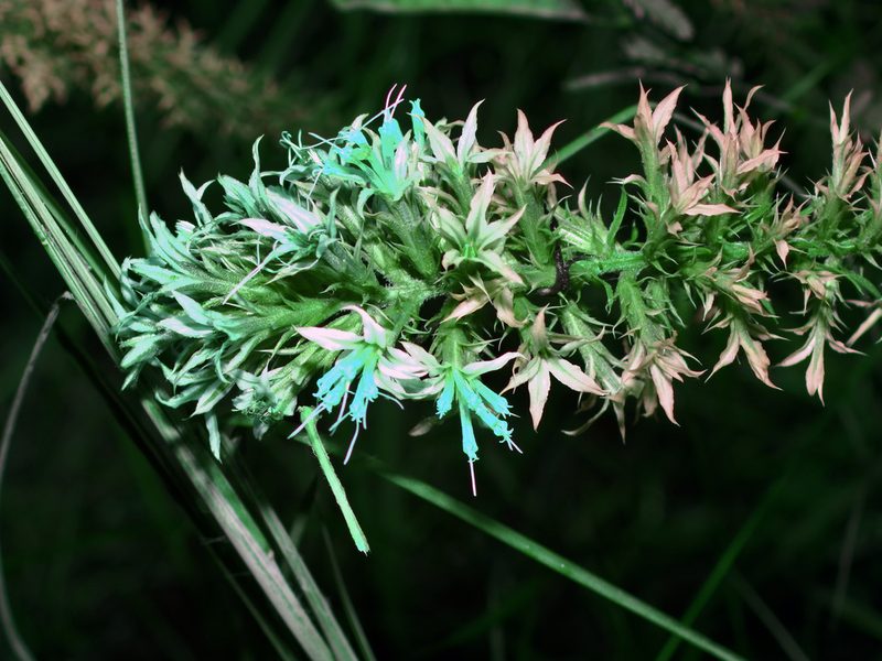 Liatris bridgesii, photographed by Michelle W. （鍾偉瑋）