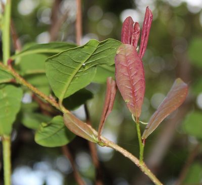 Lachnostylis hirta, photographed by Tony Rebelo