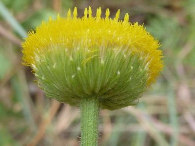 Nidorella podocephala, photographed by Andrew Hankey