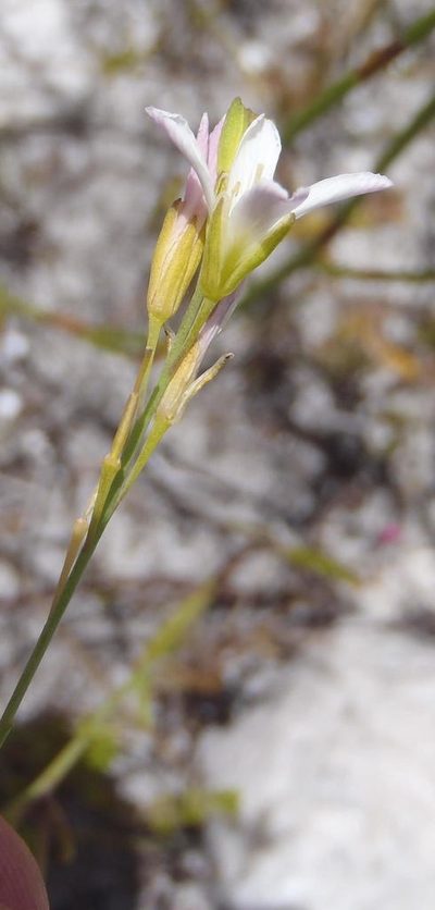 Heliophila macra, photographed by Nicola van Berkel