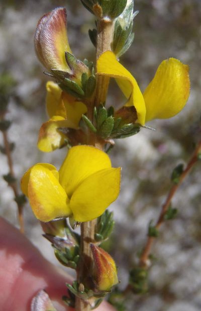Aspalathus oblongifolia, photographed by Nicola van Berkel