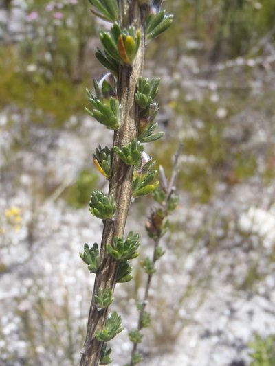 Aspalathus oblongifolia, photographed by Nicola van Berkel