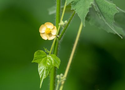 Abutilon mollicomum