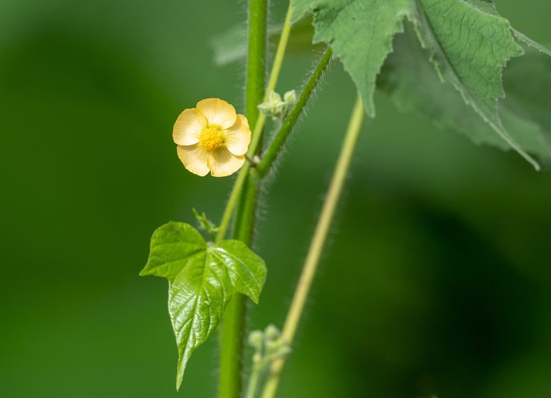 Abutilon mollicomum, photographed by Forest Botial-Jarvis