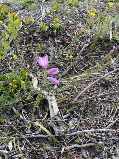 Ixia flexuosa, photographed by Christina