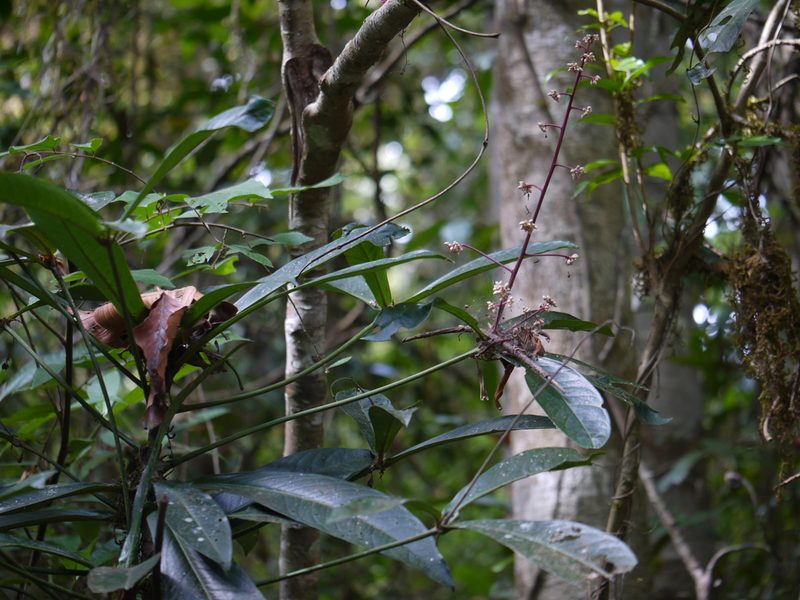 Ardisia rothii, photographed by Dinesh Valke