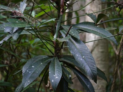Ardisia rothii, photographed by Dinesh Valke