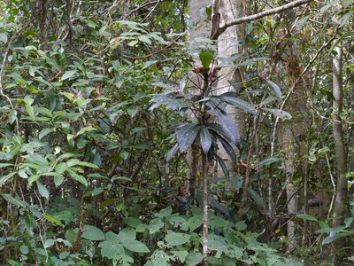 Ardisia rothii, photographed by Dinesh Valke