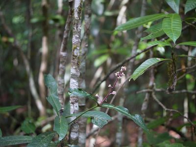 Ardisia rothii, photographed by Dinesh Valke