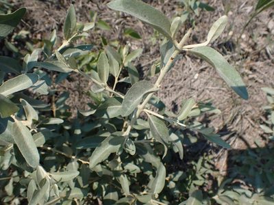 Shepherdia argentea, photographed by Mary Krieger