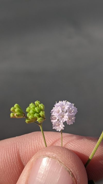 Boerhavia triquetra, photographed by Darrin Gobble