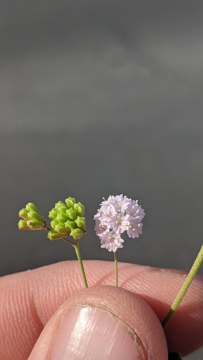 Boerhavia triquetra, photographed by Darrin Gobble