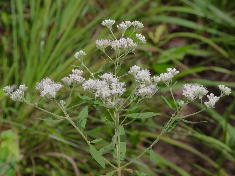 Eupatorium semiserratum, photographed by Michelle W. （鍾偉瑋）