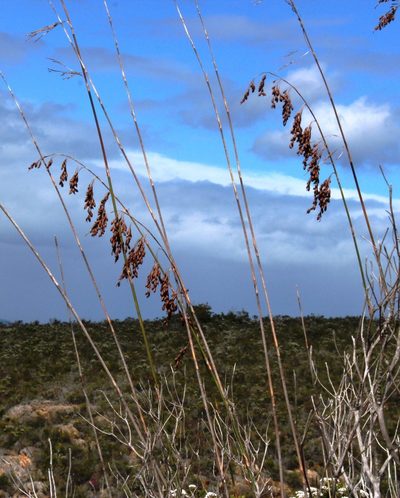 Rhodocoma gigantea, photographed by Tony Rebelo