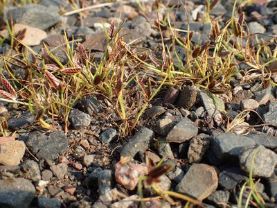 Cyperus bipartitus, photographed by Allan Harris