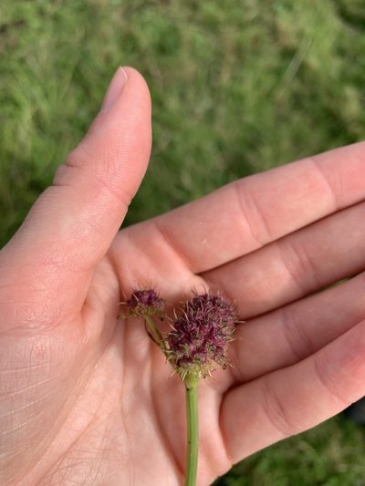 Oenanthe fistulosa, photographed by Line Juul Nielsen