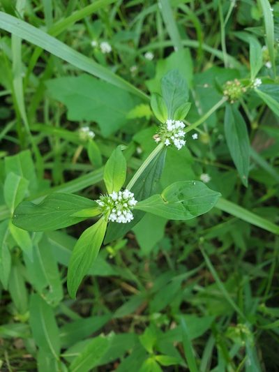 Spermacoce glabra, photographed by Joshua Soileau