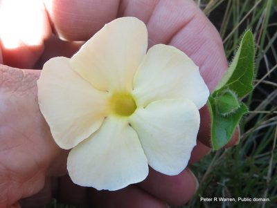Thunbergia pondoensis, photographed by Peter Warren
