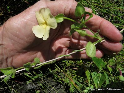 Thunbergia pondoensis, photographed by Peter Warren