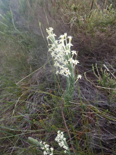 Struthiola martiana, photographed by Nicola van Berkel